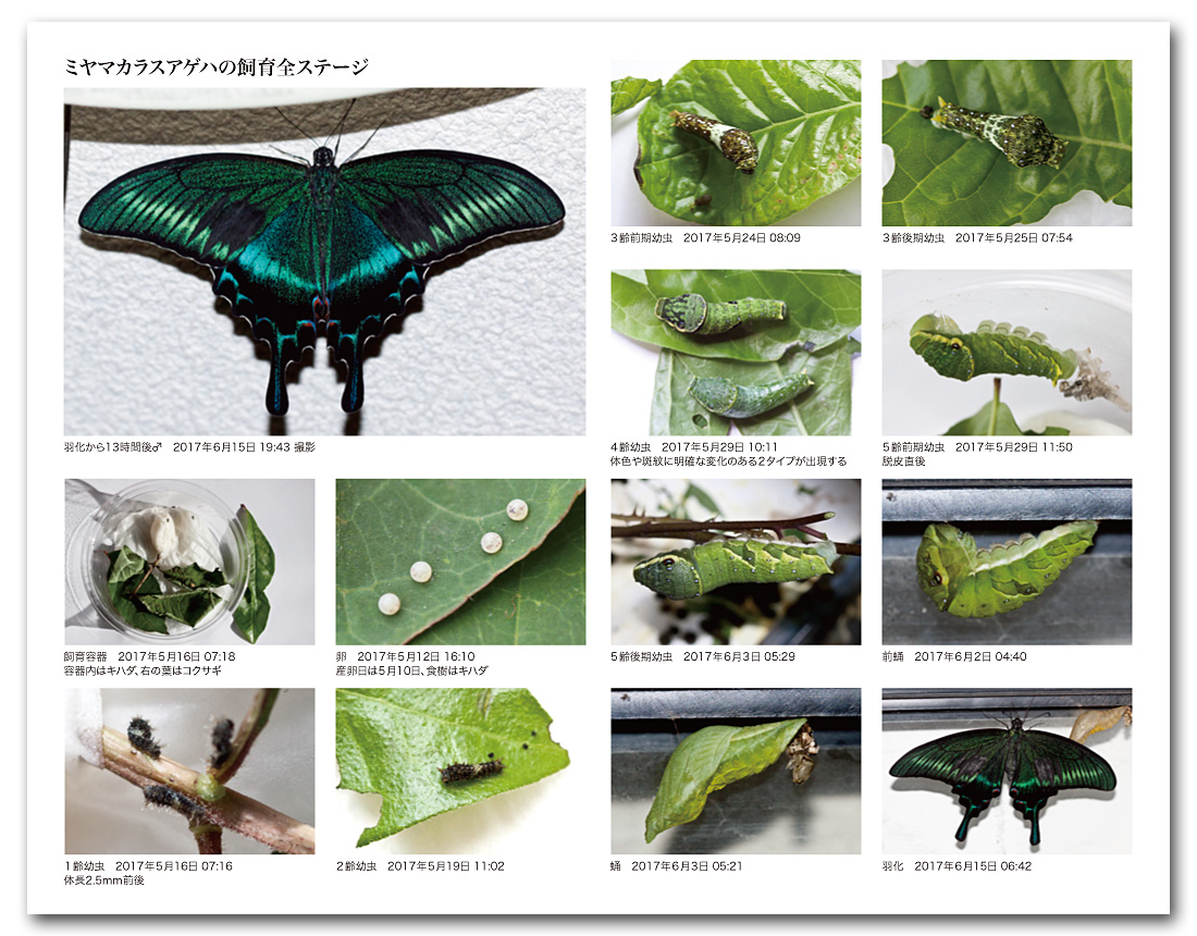 ミヤマカラスアゲハ飼育