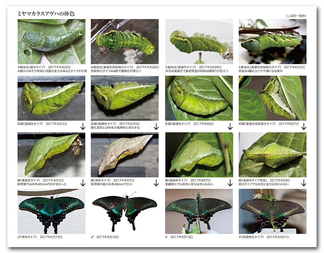 ミヤマカラスアゲハ飼育